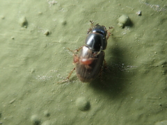 Melinopterus consputus