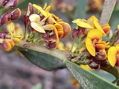 Daviesia leptophylla