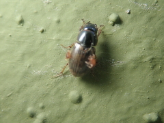 Melinopterus consputus