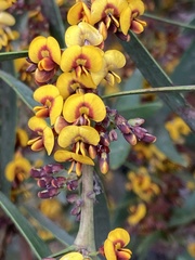 Daviesia leptophylla
