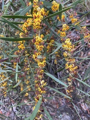 Daviesia leptophylla