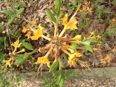 Rhododendron austrinum
