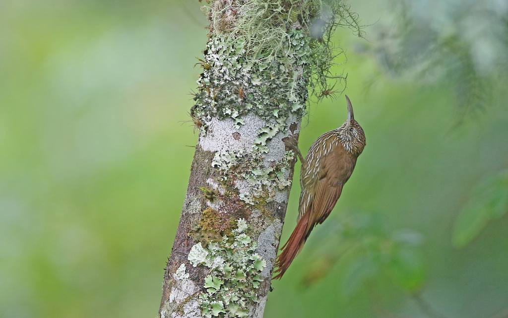 Montane Woodcreeper photo