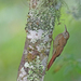 Lepidocolaptes lacrymiger - Photo (c) Christoph Moning,  זכויות יוצרים חלקיות (CC BY), uploaded by Christoph Moning