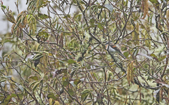 Ochthoeca rufipectoralis