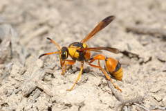 Katamenes dimidiatus