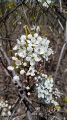 Pyrus calleryana