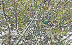 Chlorornis riefferii