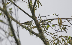 Mecocerculus stictopterus