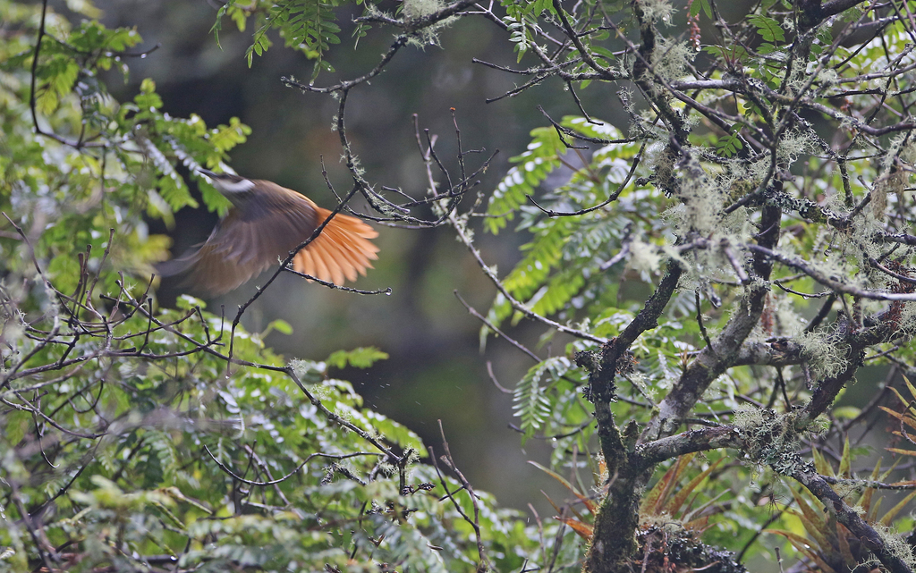 Streaked Tuftedcheek