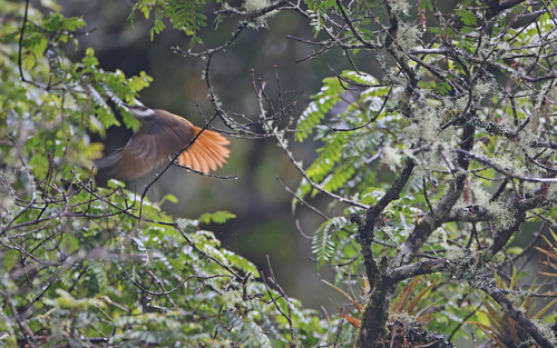 Streaked Tuftedcheek