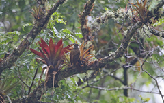 Pseudocolaptes boissonneautii