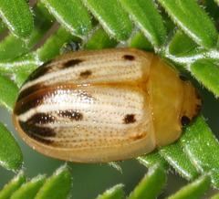 Peltoschema perplexum