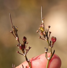 Centella virgata