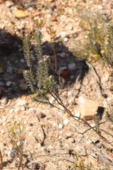 Phylica willdenowiana