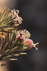 Phylica willdenowiana