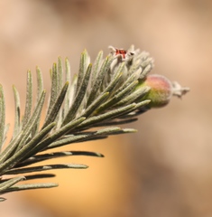 Phylica willdenowiana