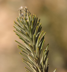 Phylica willdenowiana