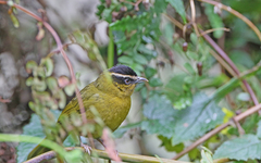 Kleinothraupis atropileus