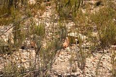 Phylica willdenowiana