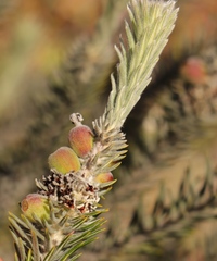 Phylica willdenowiana