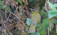 Kleinothraupis atropileus