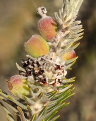 Phylica willdenowiana