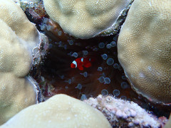 Porites lobata