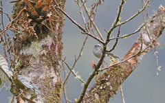 Mecocerculus stictopterus