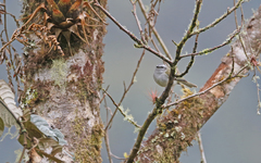 Mecocerculus stictopterus