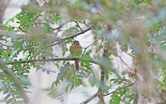 Leptopogon rufipectus