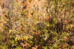 Hermannia diversistipula