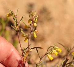 Hermannia diversistipula