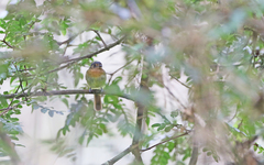 Leptopogon rufipectus