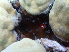 Porites lobata