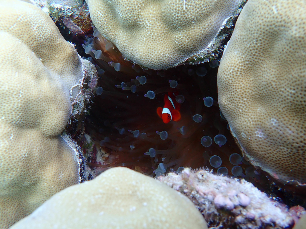 Black Widow Bubble Tip Anemone