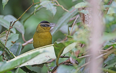 Kleinothraupis atropileus