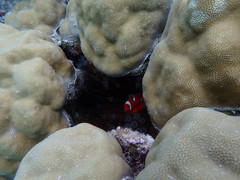 Amphiprion biaculeatus