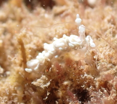 Bulbaeolidia
