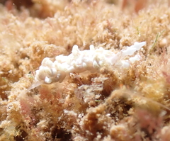 Bulbaeolidia