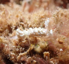 Bulbaeolidia