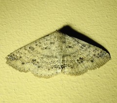 Ericeia sobria
