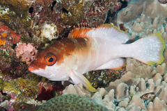 Epinephelus fasciatus