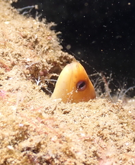 Gymnothorax melatremus