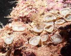 Palythoa heliodiscus