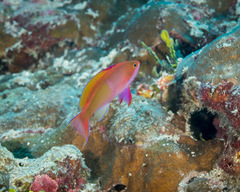 Pseudanthias cooperi