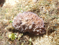 Dendrodoris carbunculosa