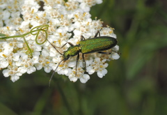 Chrysanthia viridissima