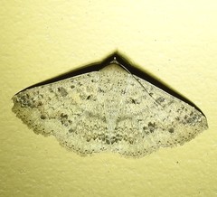 Ericeia sobria