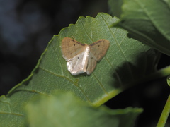 Idaea politaria